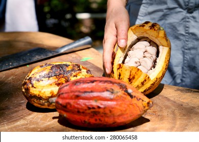 Open Cacao Fruit