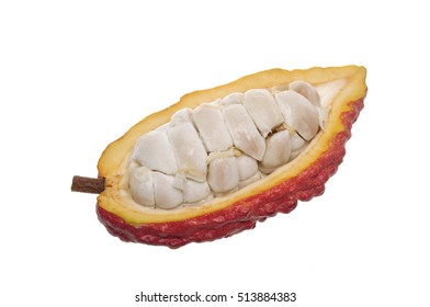 Open Cacao Fruit