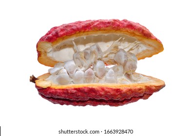 Open Cacao Fruit Isolated On White Background