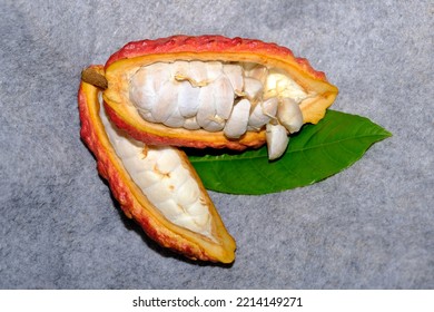 Open Cacao Fruit Make To Chocalate