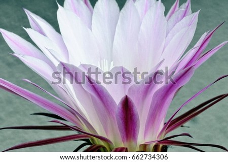 Similar – Cactus flower white violet