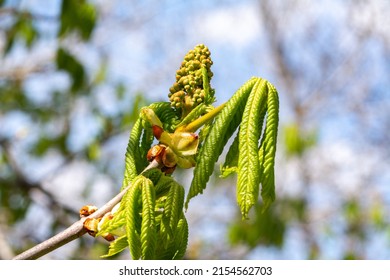 An open chestnut bud on a tree branch on a blurry background. Young spring shoots conkers closeup