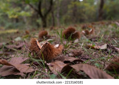 Open Chestnut Pod Lies On The Floor Of A Chestnut Orchard In Hanover, PA. 