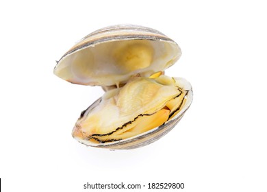 An Open Clam Isolated On A White Background  