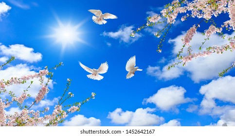 Open Cloud Sun Sky Tree Blossoms Airplane Birds Background