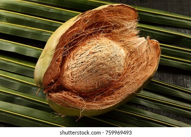 Open Coconut With Husk 