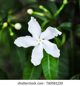 Open Coffee Flower