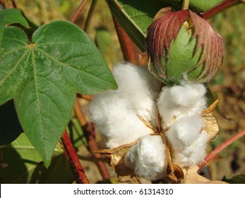 Open Cotton Boll Closed One Leaf Stock Photo 61314310 | Shutterstock