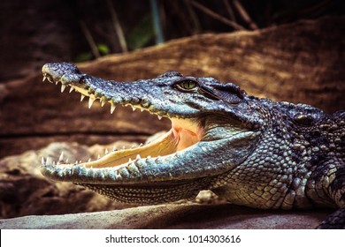 Crocodile Mouth の画像 写真素材 ベクター画像 Shutterstock