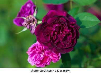 Open Dark Mauve Rose, Buds And Dead Flower Heads In Rose Garden