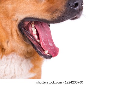 Open Dog Mouth Showing Tongue And Teeth