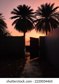 Open The Door To The Rising Sun Let The Light Shine Through The Big Palm Trees.