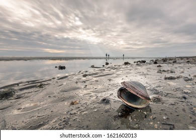 An open, empty sea shell lying on the beach of Grado (Italy) on a cloudy day in late autumn - Powered by Shutterstock