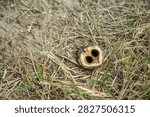 An open empty shell of a black walnut lying on the ground.