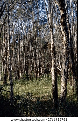 Open Eucalypt forest with thin trees and sunlight.Lockyer Valley, Queensland, Australia.    February