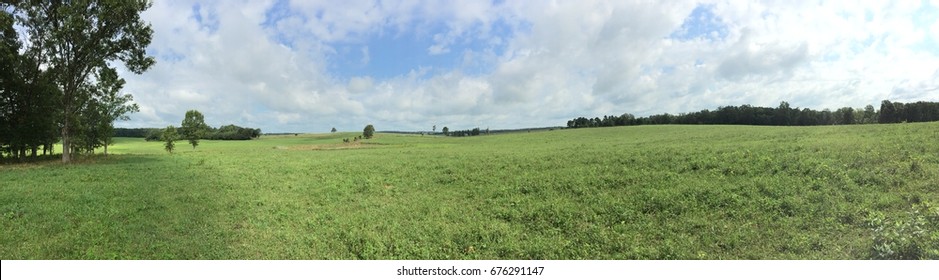 Open Field