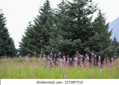 Open Field In Dyea Alaska