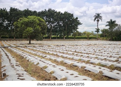 Open Field Plowed And Plasticized With Holes Ready For Seedling Transplanting