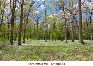 Open Field In Woods.  Spring In Matthiessen State Park, Illinois.