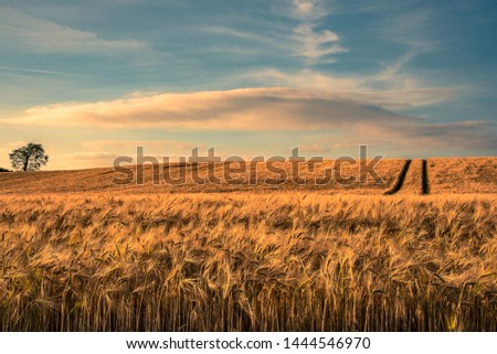 Open fields is always a calm feeling.