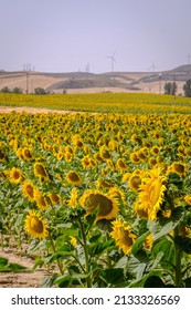 Open Flowers In A Field Of Sunflowers In A Rural Area In The Interior Of Spain.