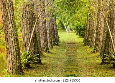 Open forest path in summer