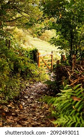 An Open Gateway To The Overgrown Woodland And Enter The Open Meadow Ahead.