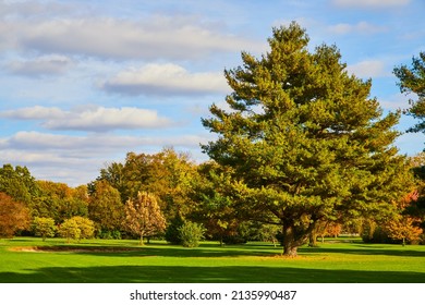 Open Grass Field With Large Pine Tree