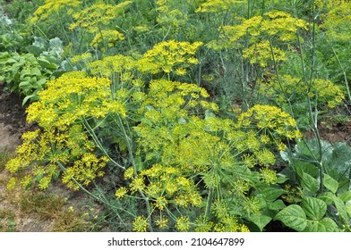 In the open ground in the garden grows dill (Anethum graveolens)