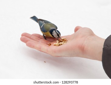 open hand and titmouse