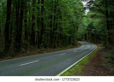 Open Highway Road In Future, No Cars, Auto On Asphalt Road Through Green Forest, Trees, Pines, Spruces.