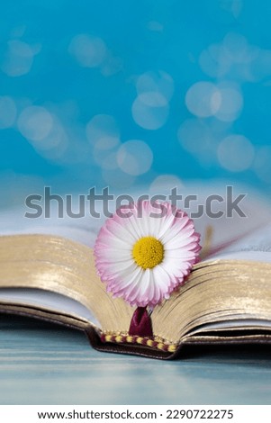 Open holy bible book with flower on wooden table with blue bokeh background. Vertical shot. A closeup. Spiritual growth, studying Scripture, Christian wisdom concept.