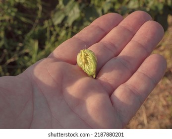 The open hop cone on the palm of your hand illuminated by the sun