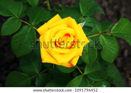 
Open, incredibly beautiful yellow rose in the garden