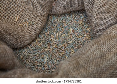 Open Jute Bag With Oats Close-up Among Others, Horse Feed