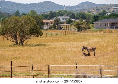 Open Land In Chino Valley