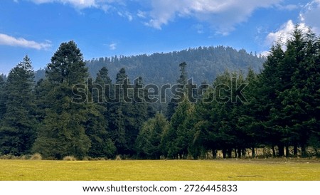 Open Meadow and Pine Forest in Los Dinamos National Park (Mexico City, Mexico)