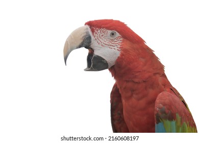 2,314 Parrot Mouth Images, Stock Photos & Vectors 