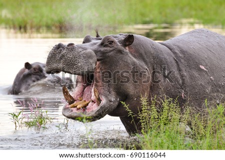 Open Mouth Hippo 
