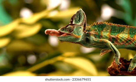 The open mouth manycoloured chameleon