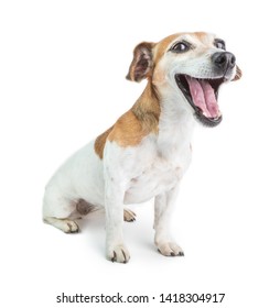 Open mouth screaming yawning funny dog. Sly small pup face. White background.  Cute Jack Russell terrier