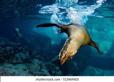 872 Sea Lion Mouth Open Images, Stock Photos & Vectors | Shutterstock