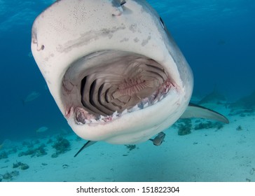 Open Mouth Tiger Shark