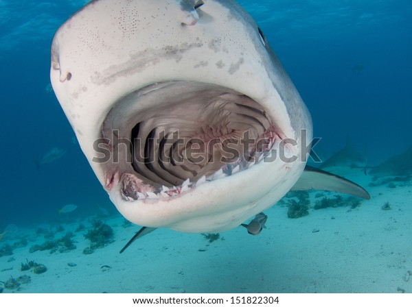 Open Mouth Tiger\
Shark