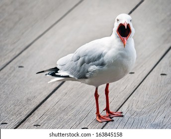 Open Mouthed, Angry Seagull