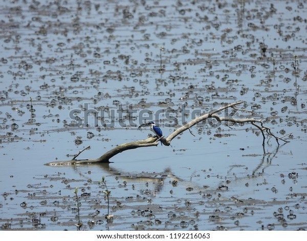 Open\
Mudflat with White collared kingfisher or Mangrove kingfisher\
sitting on the dead tree and eating fiddler\
crab.