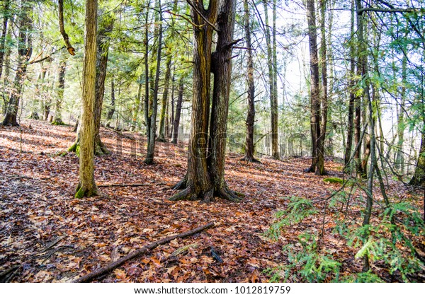 Open Oak Tree Stock Photo 1012819759 | Shutterstock
