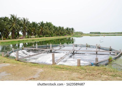 An Open Organic Lagoon Wastewater Treatment From Industrial Or Household, Environmental Concept