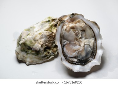 Oysters Isolated の画像 写真素材 ベクター画像 Shutterstock