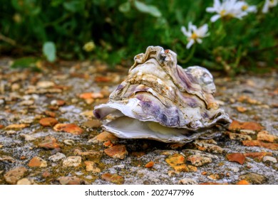 Open Oyster Shell On Concrete Sea Wall